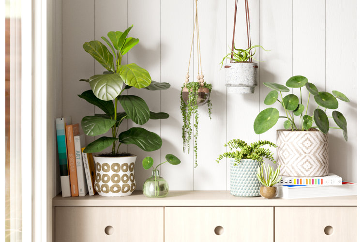 How to Hang Plants From the Ceiling in 4 Easy Steps
