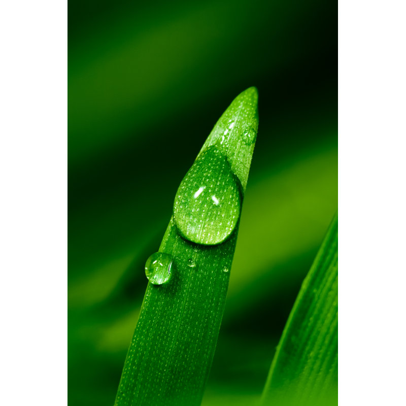 Blade Of Grass by Pawel.gaul - No Frame Art Prints on Canvas, 76cm H x 51cm W