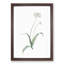 Spring Garlic Flowers by Pierre-Joseph Redoute - Picture Frame Painting Print-55619685-55619686