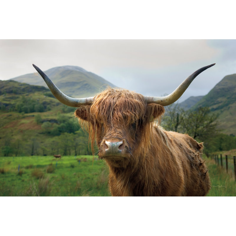 Bouvier écossais Highland II, H 36 po x l 24 po