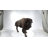 Large Size Bison