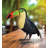 Toucan Decor 14"