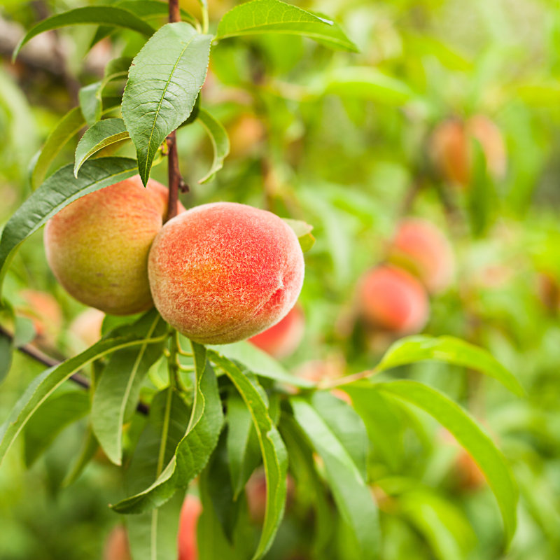 Peaches On A Tree by Oksix - Wrapped Canvas Print, 30cm H x 30cm W