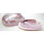4" x 4" Authentic SeaShell Listello/Border Tile Tile Seamless Mosaic in Pink Shell