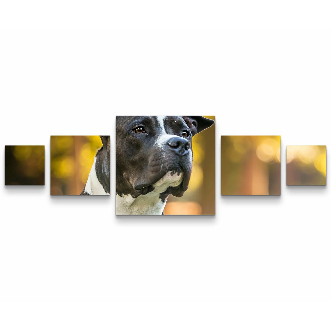 5-tlg. Leinwandbilder-Set American Staffordshire Terrier im Park