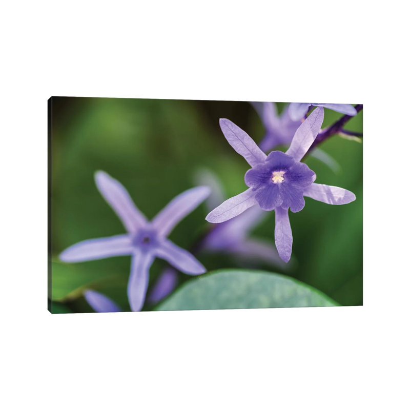 Purple Flower Of A Flower by Glauco Meneghelli - Wrapped Canvas Print, 101.6 cm H x 66.04 cm W