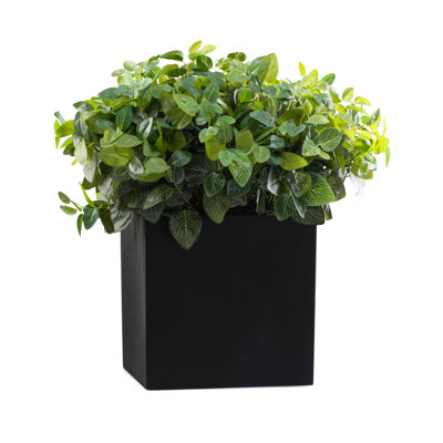 Outdoor Fittonia Square Black Pot