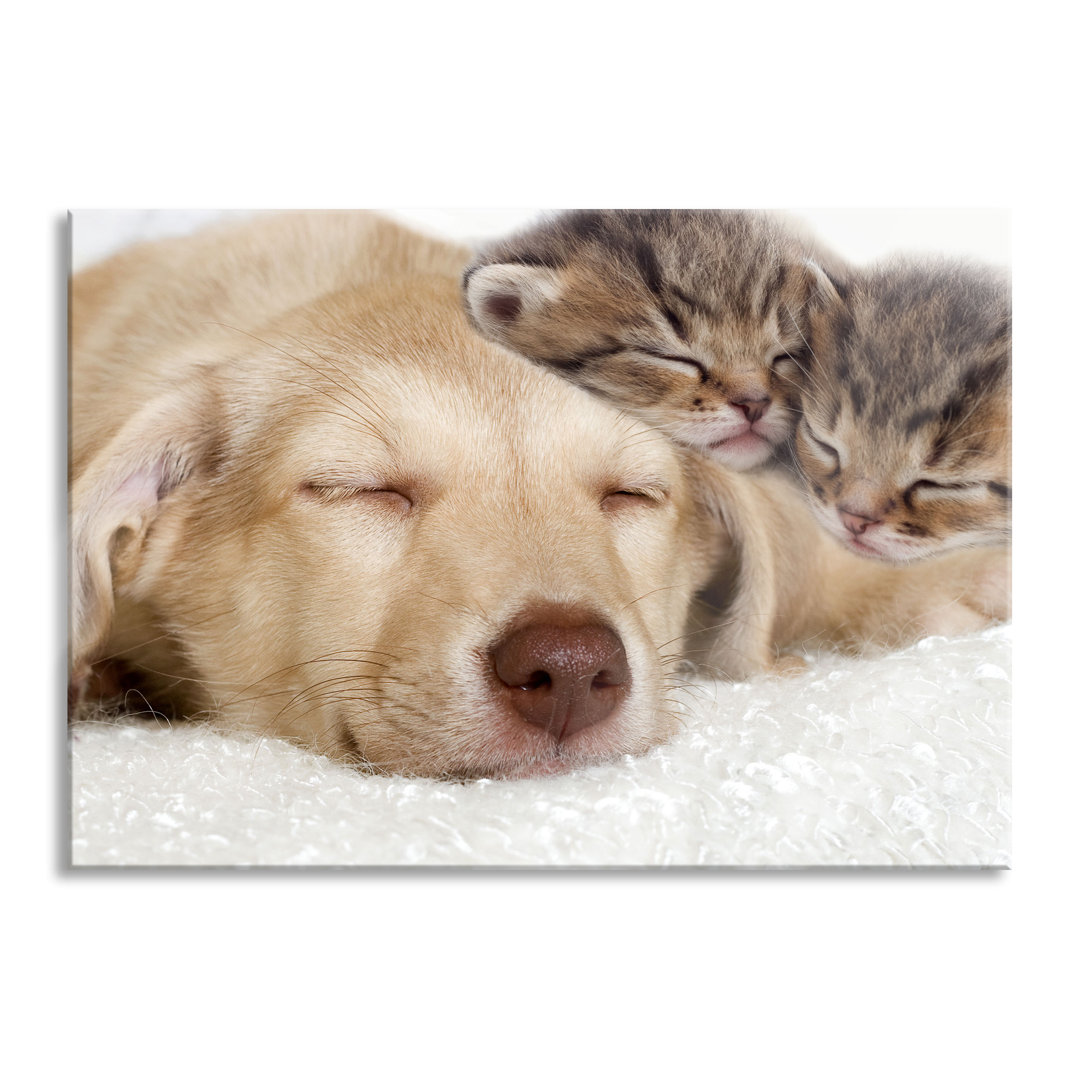 Ungerahmtes Foto auf Glas "Dozing Kitten and Dog"