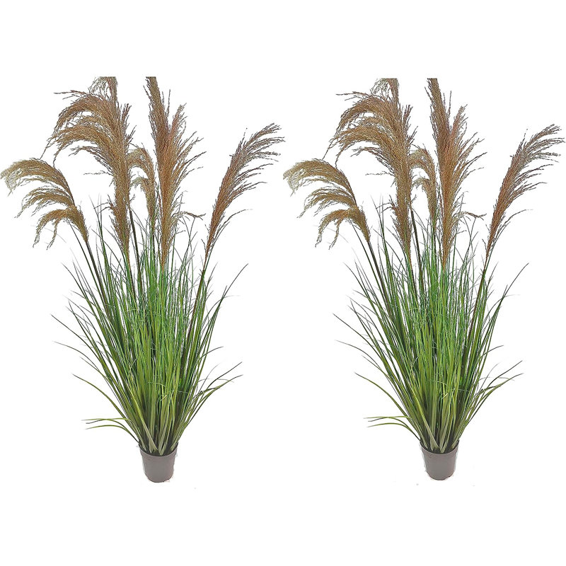 59'' Pampas Grass Grass in Pot