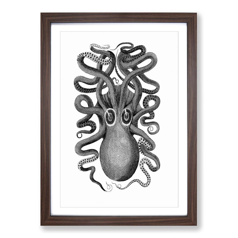 Octopus in Black and White by George Shaw - Picture Frame Drawing Print on MDF, 65cm H x 48cm W x 2cm D, Walnut Framed