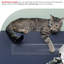Ruban adhésif anti-griffes pour chat 2 bandes