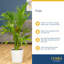Parlor Palm Tree in Ceramic Planter