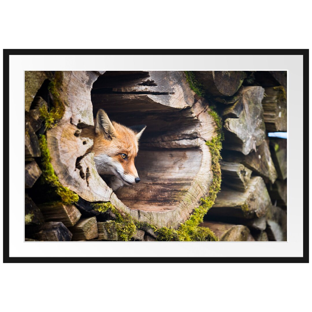 Gerahmtes Poster Fuchs im Baumstamm