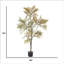 Plante de bambou 70 po