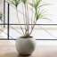 4' Artificial Dracaena Tree in Pot