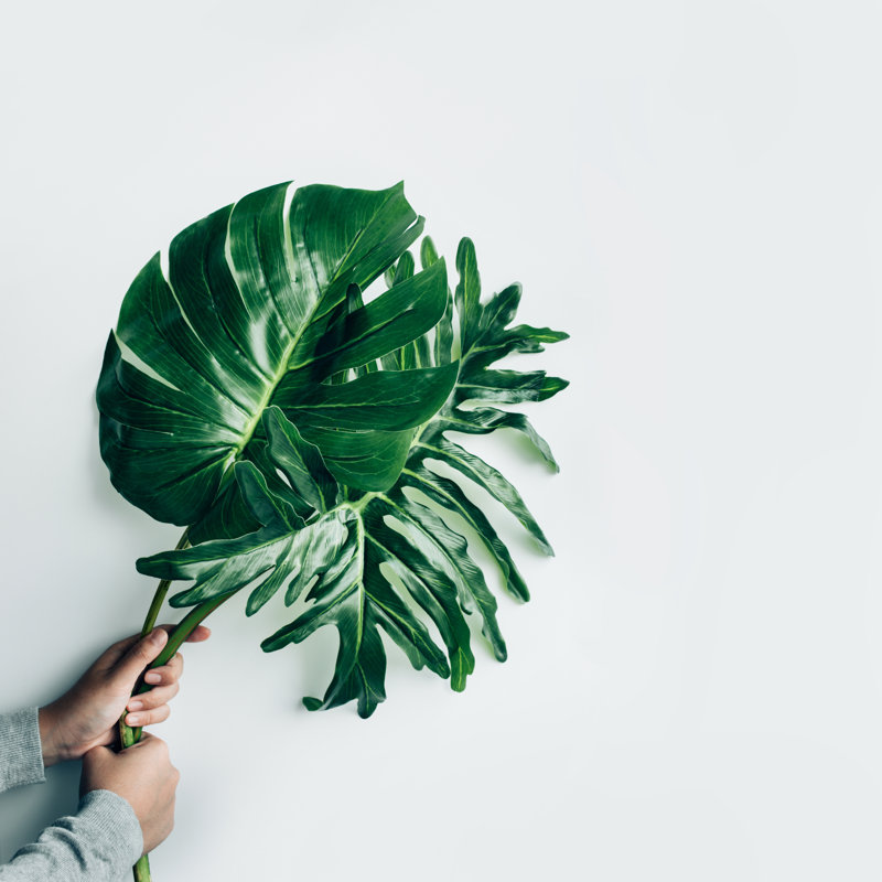 Monstera Leaf, 30cm H x 30cm W