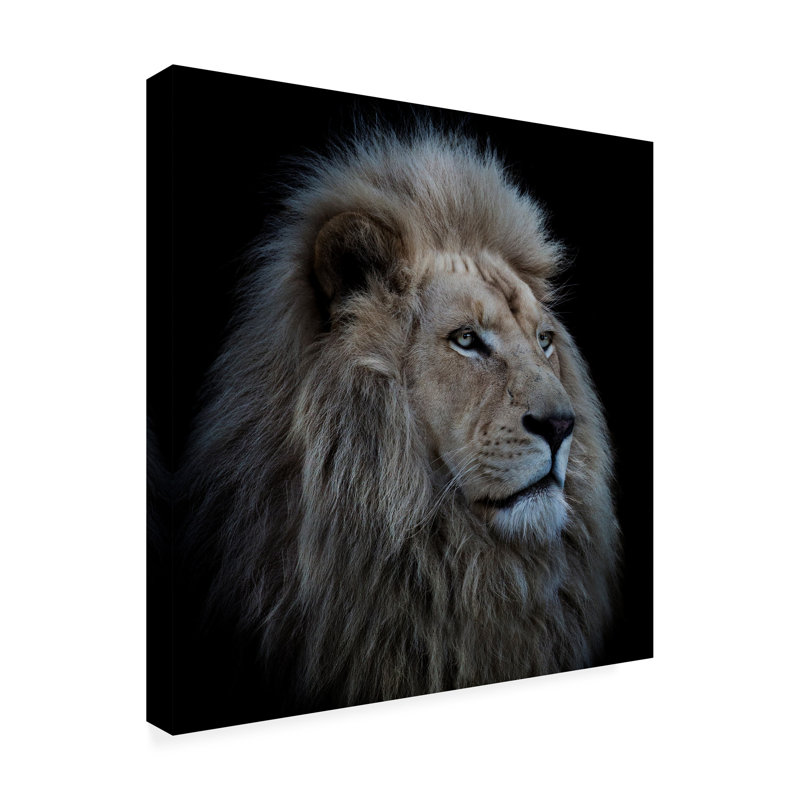Wrapped Canvas Wall Art - Louise Wolbers 'Proud Lion' Wall Art for Living Room, Bedroom, or Office Décor - 18X18