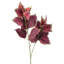 34 po Garden Coleus-1325439559