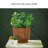Chaffinch Vase-122059983-122059985