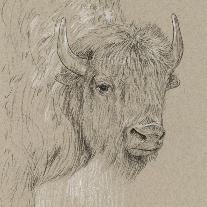 Croquis de bison I, H 36 po x l 36 po