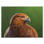 Portrait d'un oiseau Hawk - impression sur toile-59761264-59761268