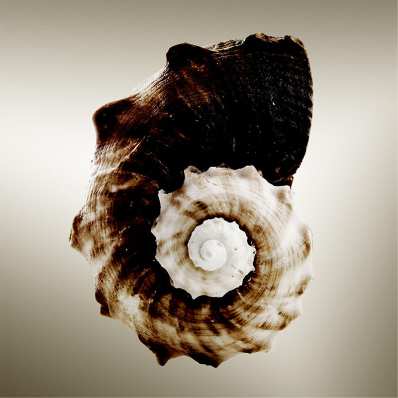 Gilt Shells III Print by Zoey Riley, 40" H x 40" W, Outdoor