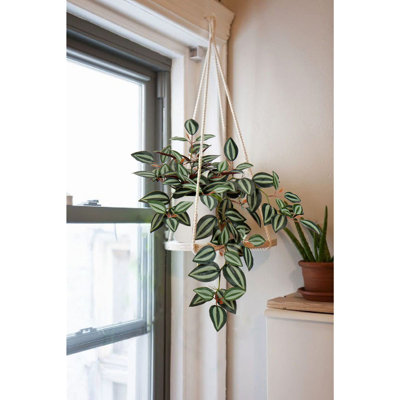 20cm Plant
