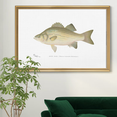 " White Bass "