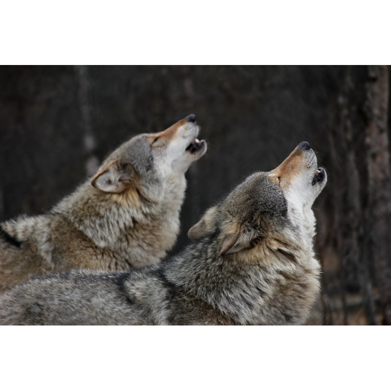 Howling Wolves - Wrapped Canvas Print, 51cm H x 76cm W x 3.8cm D