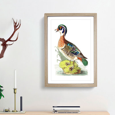 Summer Duck by George Shaw - Picture Frame Painting Print