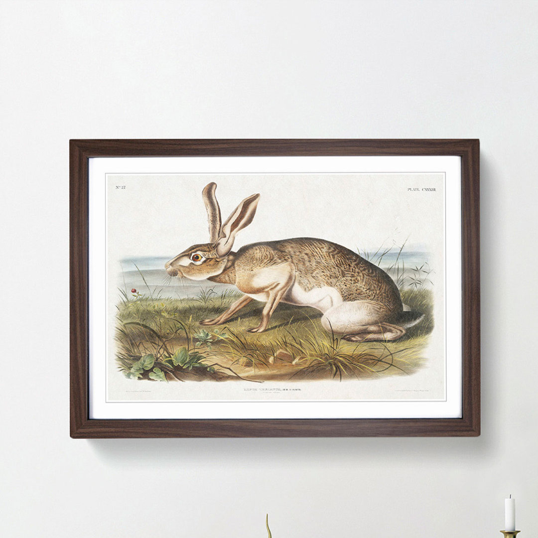 Texan Hare by J.W. Audubon - Picture Frame Art Print