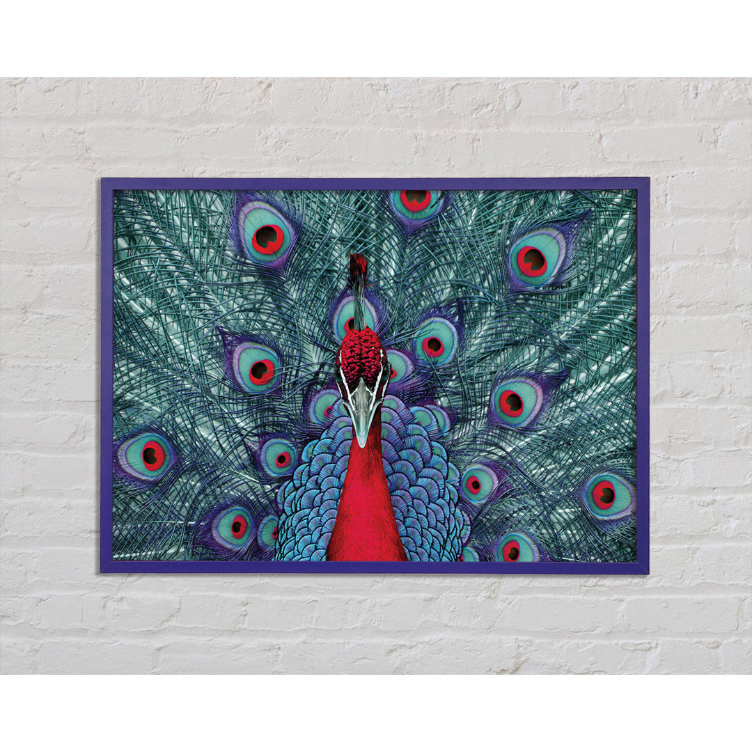 Hvidovre Peacock Beauty Gerahmter Druck Wandkunst