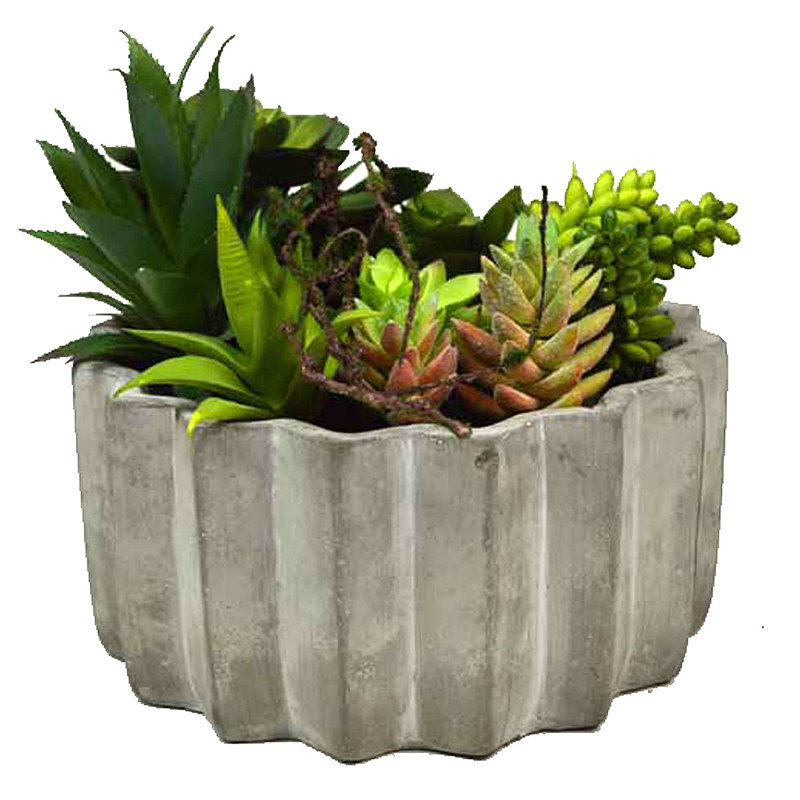 Plante grasse dans un pot à fleurs
