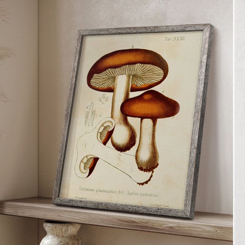 Champignon Variétés VI, reproduction encadrée - bois massif, H 11 po x l 9 po