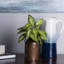 Jet dieffenbachia