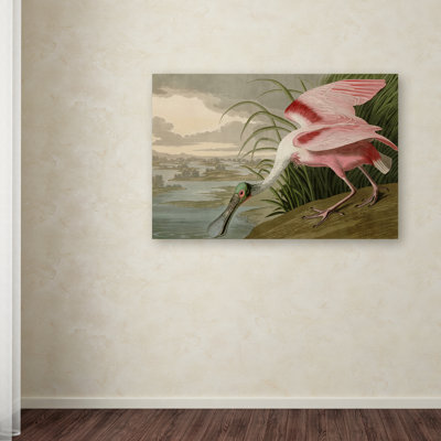 " Roseate Spoonbill " by John Audubon