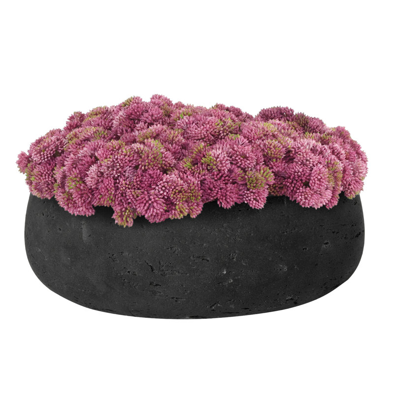 Sedum disposée en pot de fibres, Noir, Rose