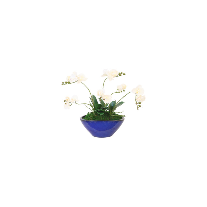 Orchidée phalaenopsis en pot bleu cobalt