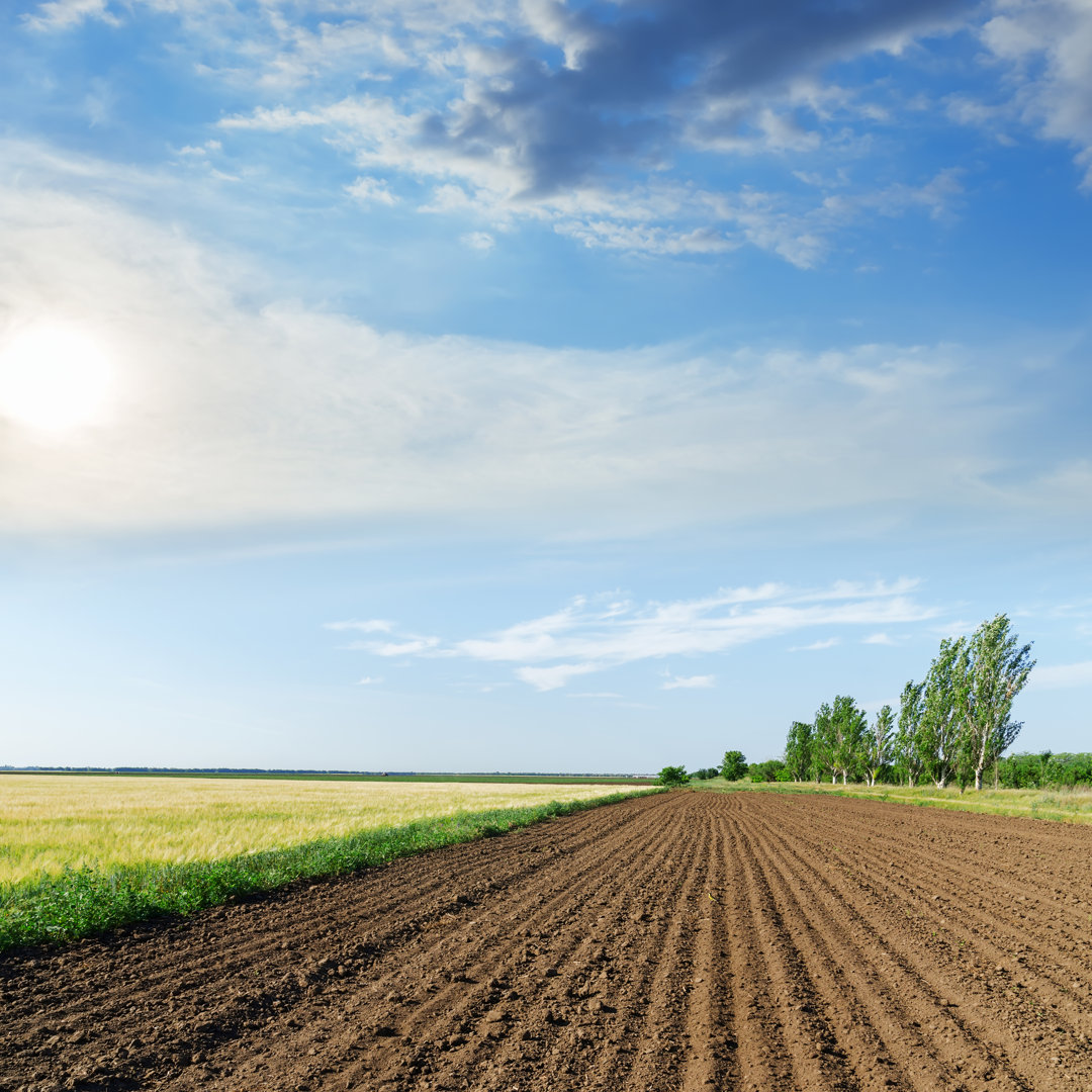 Leinwandbild Agriculture von Mycola