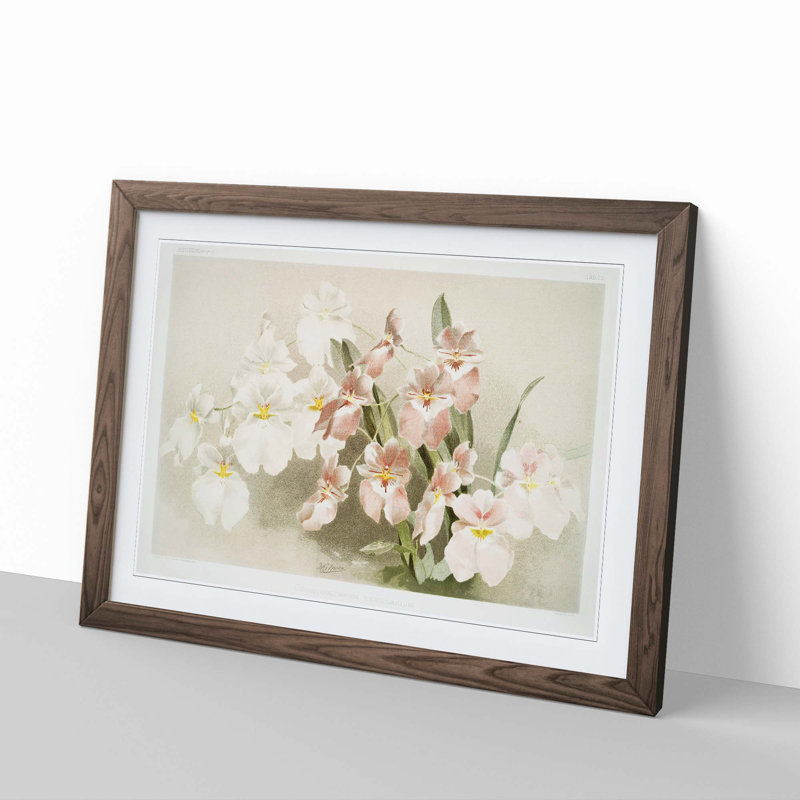Magnolia Flowers Illustration Tab. 29 by Frederick Sander - Picture Frame Painting Print, Walnut Framed