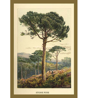 " Stone Pine " by W.H.J. Boot