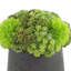 Rizal Faux Succulent in Fiberstone Pot-1299653791