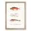 Fish Illustrations PL. 2 by Charles d' Orbigny - Picture Frame Graphic Art Print-55609239-55609242