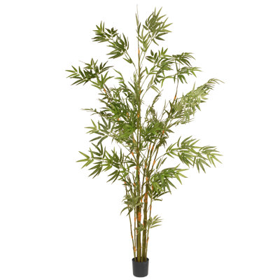 6 pi Bambou japonais en pot