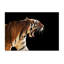 Tiger Print-24074447