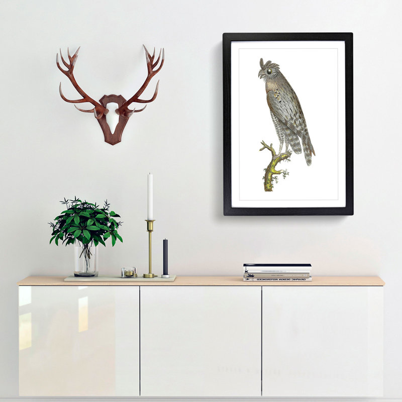 Least Horned Owl by George Shaw - Framed Print, 48cm H x 36cm W x 2cm D, Black Framed