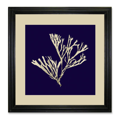 Seaweed On Navy II - Single Picture Frame Print