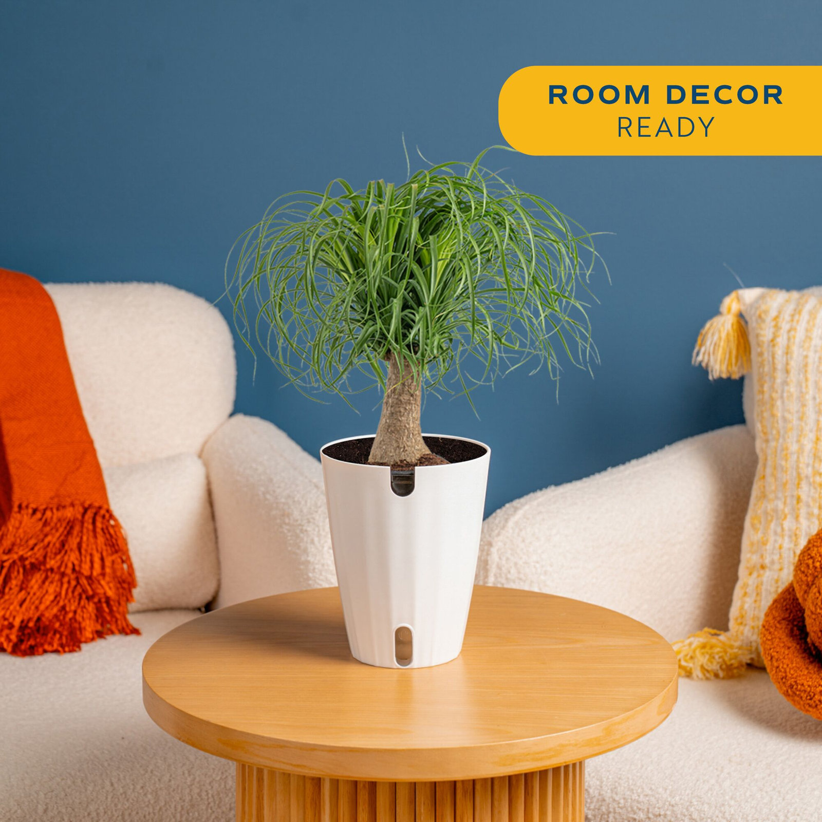 Costa Farms Ponytail Palm Plant, White