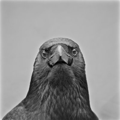 Tête de corbeau Tottenham