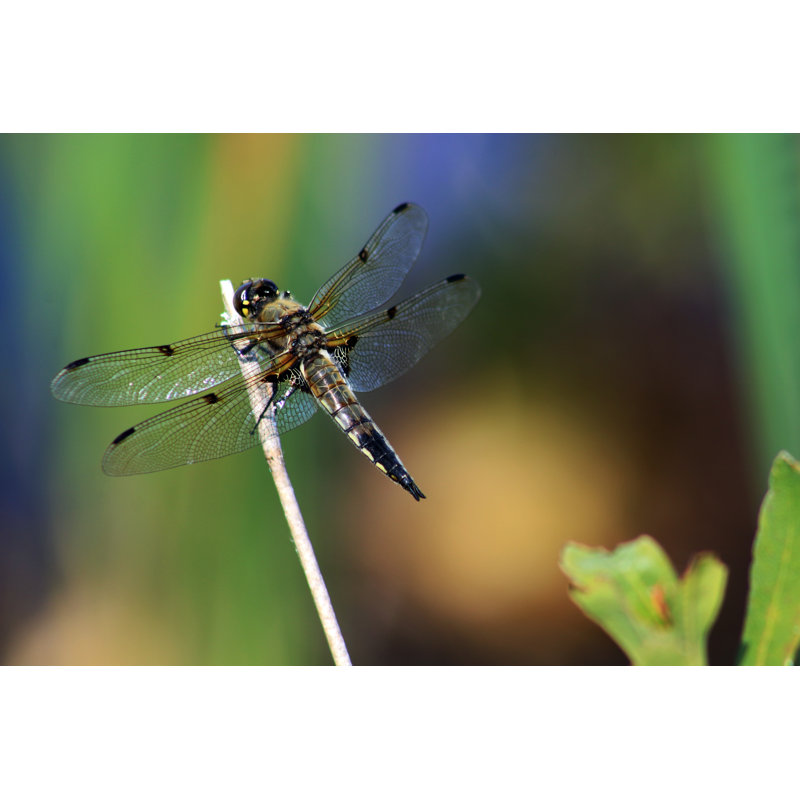 Thornell Dragonfly by Jim Muise - Wrapped Canvas Print, 81cm H x 122cm W x 3.8cm D
